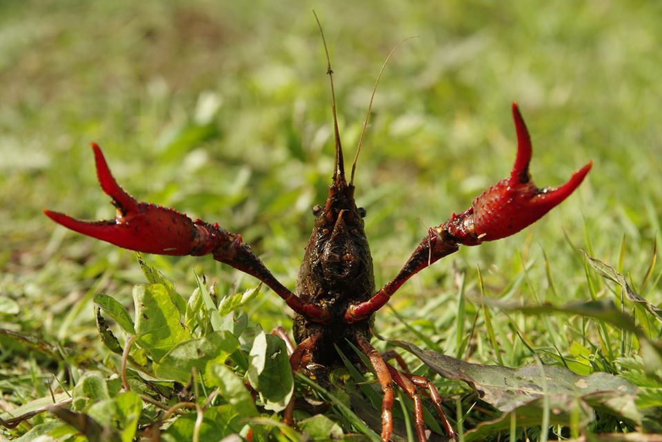 Rivierkreeft terreur in Langedijk