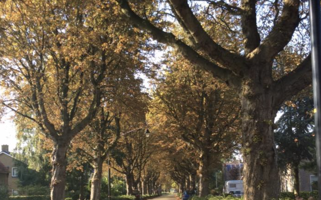 400.000 euro extra voor vervanging zieke bomen