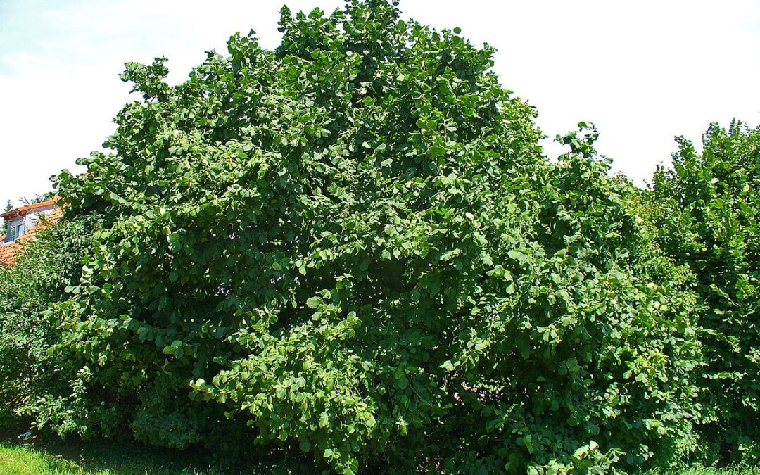 Doe mee met de â€˜Vergroenquizâ€™ en maak kans op een hazelnootboom