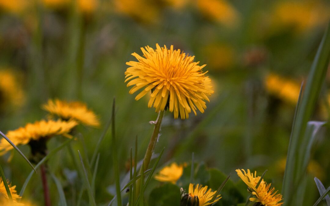 Wist je dit al over de paardenbloem?
